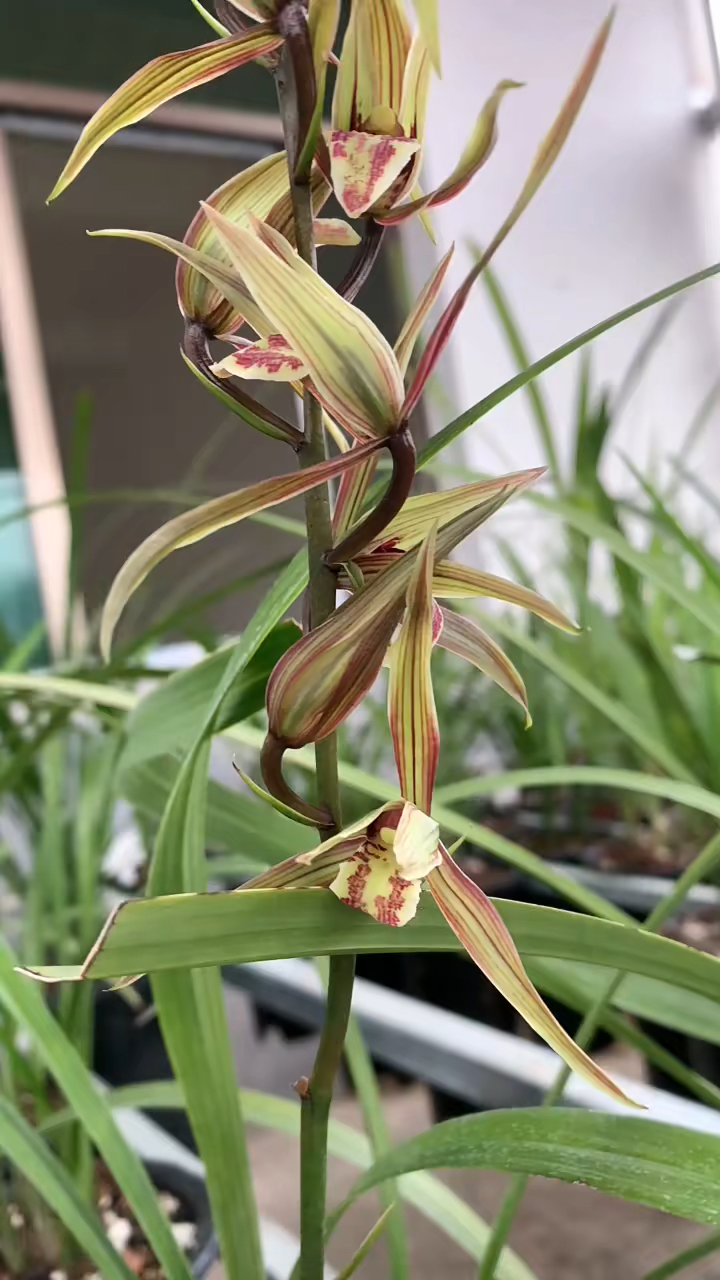 兰花#寒兰彩花红舌