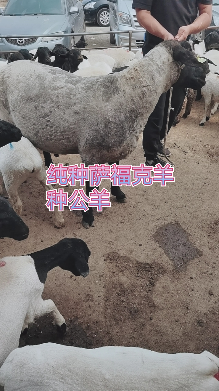 萨福克羊#300多斤的纯种萨福克羊种公羊