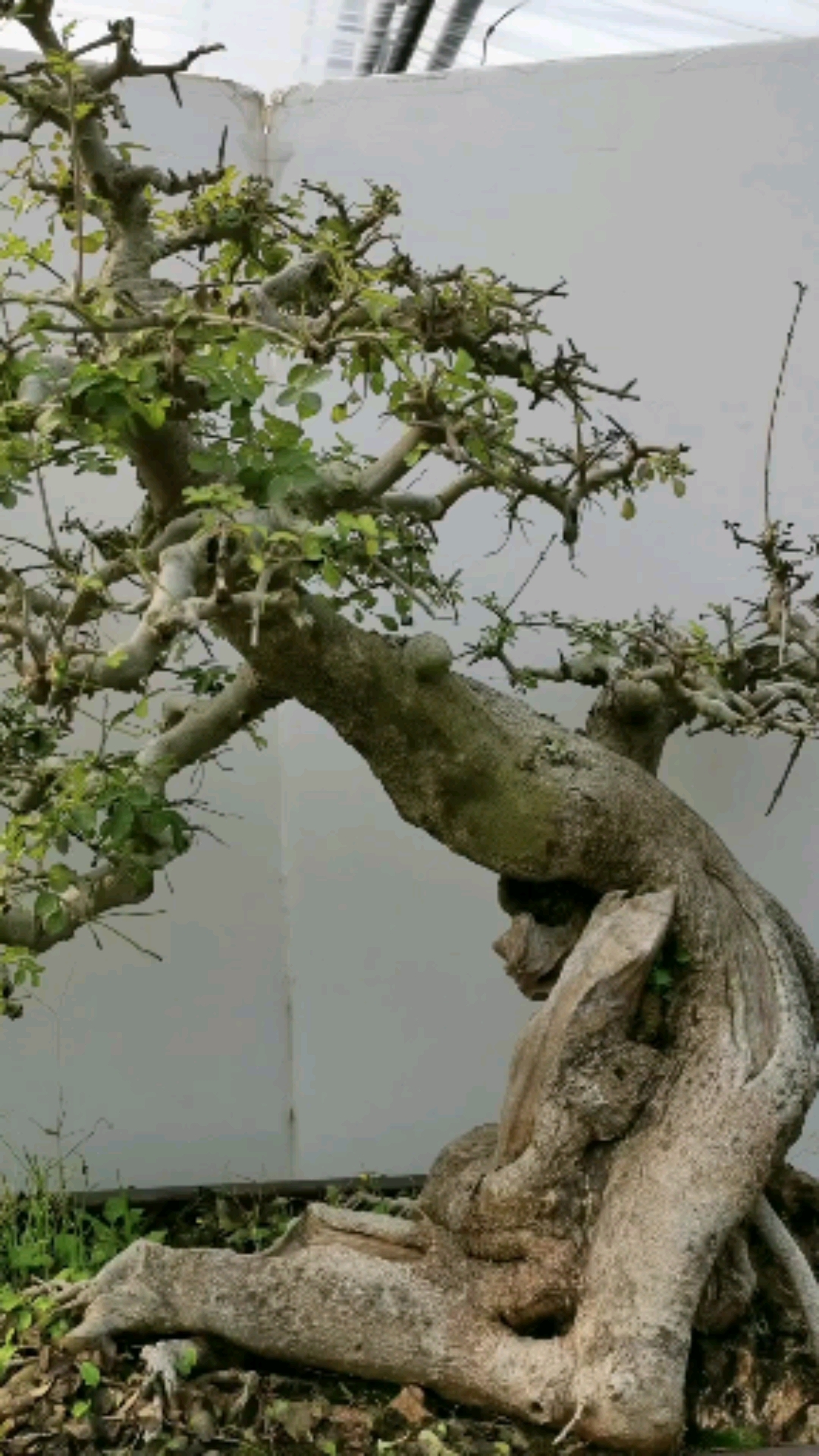 对节白蜡传世几代的白蜡老桩盆景