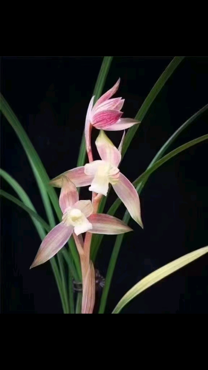 兰花#春剑红霞素,一次来7个花苞,太炸了-度小视