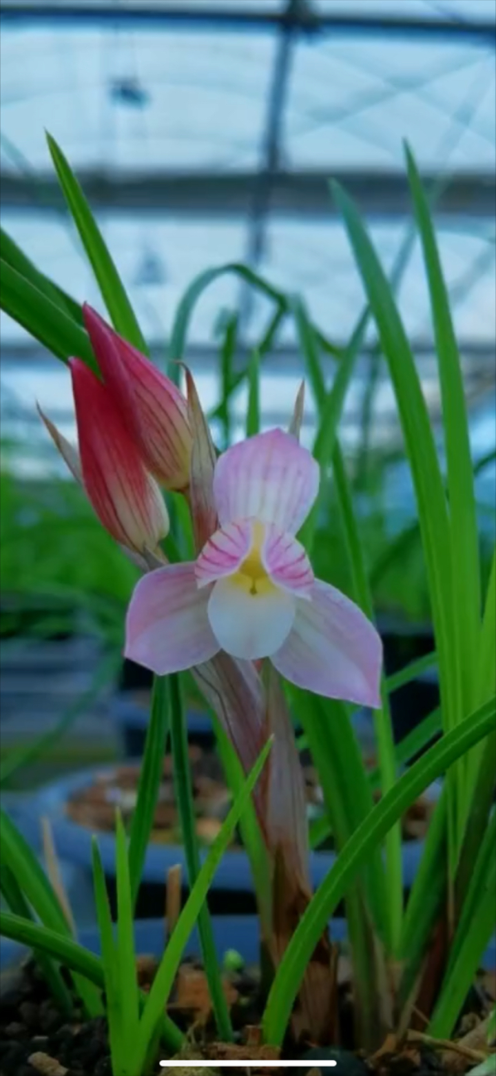 莲瓣兰,最经典的品种,红韵素,有没有喜欢的兰友,-度小视