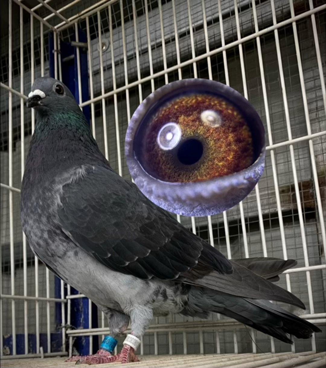 鸽子快乐养鸽吴淞跃龙欣赏