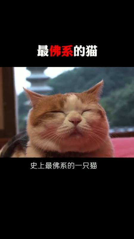 全民正能量#史上最佛系的猫,每天吃斋念佛,法号:解脱!