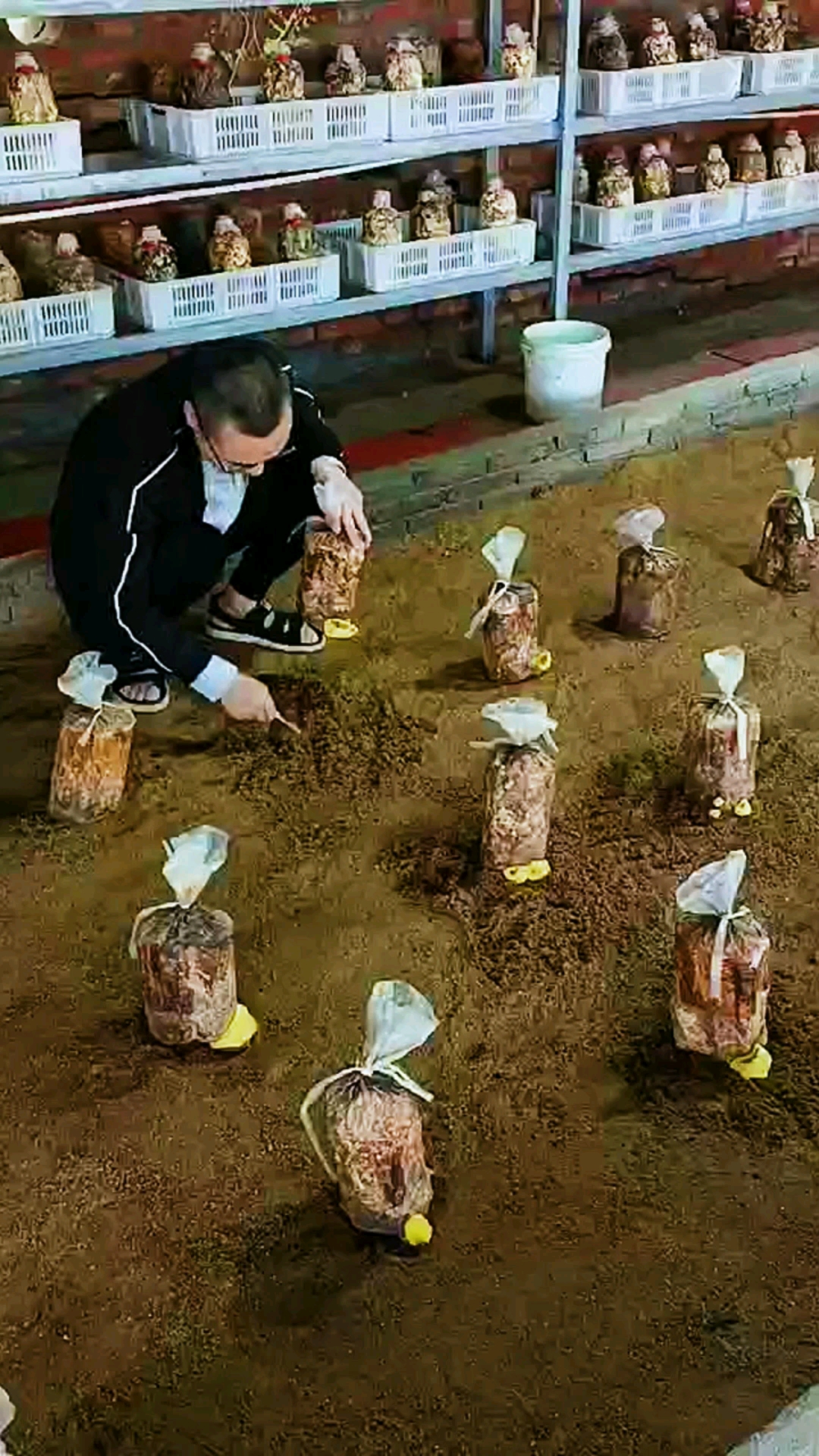 人工种植桑黄三天打理一次四十五天成熟