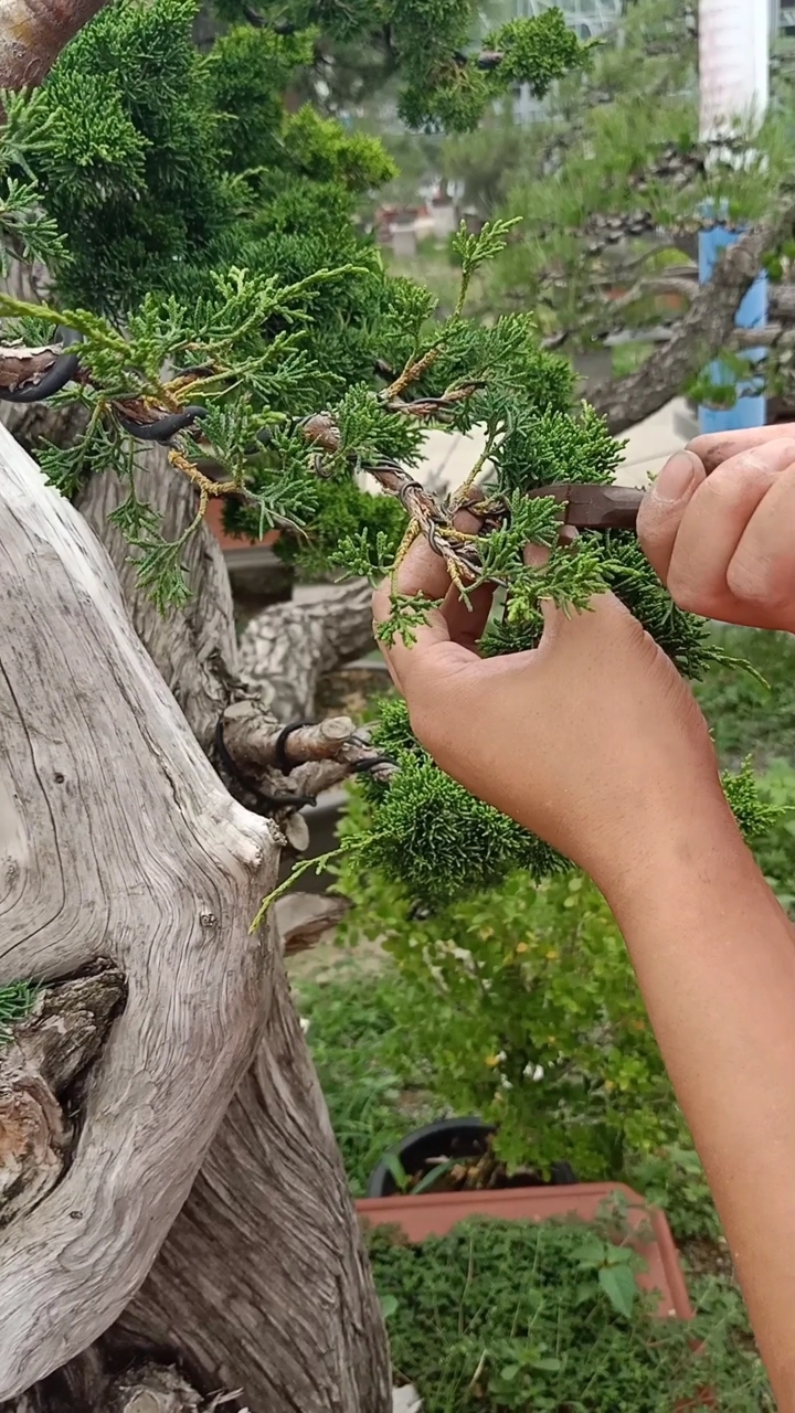 劳动最光荣#柏树不定时修剪叶片,促使萌发侧芽,你你能理解吗?