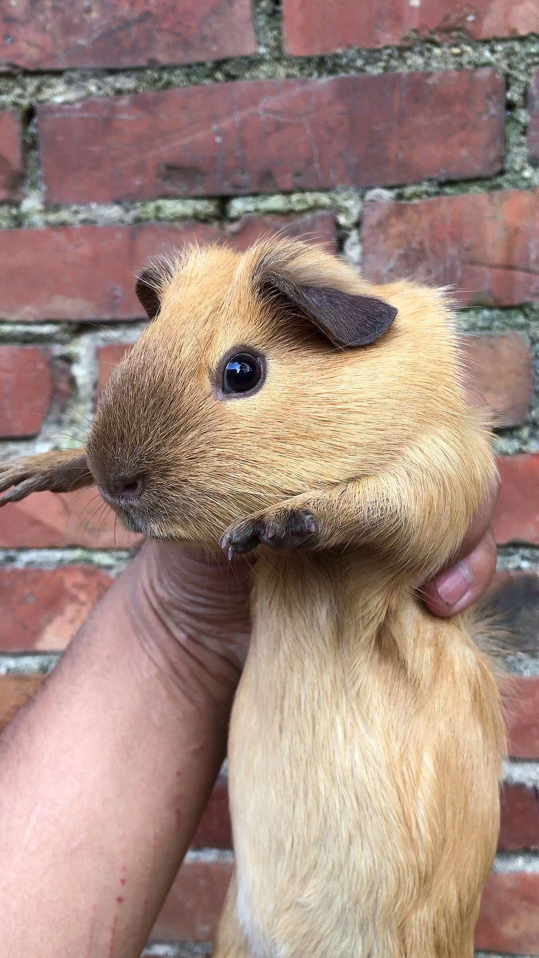 我家萌宠成精了#荷兰猪是怎样叫的?