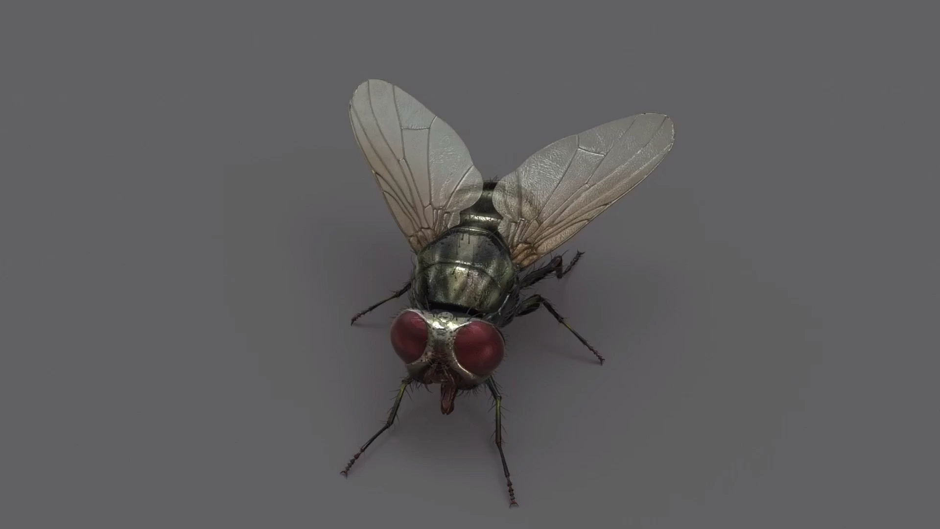 三维建模#苍蝇3d模型素材