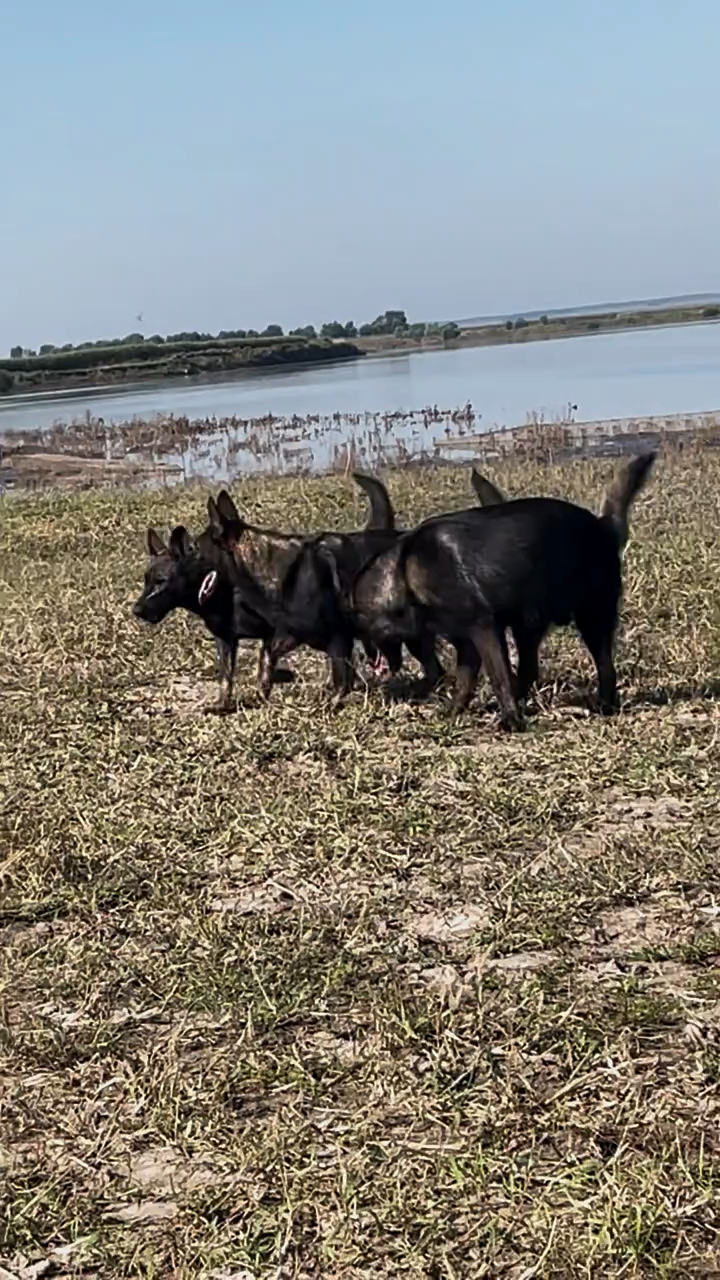 東德牧羊犬家養純種狼灰東德一百多條卻無人問津