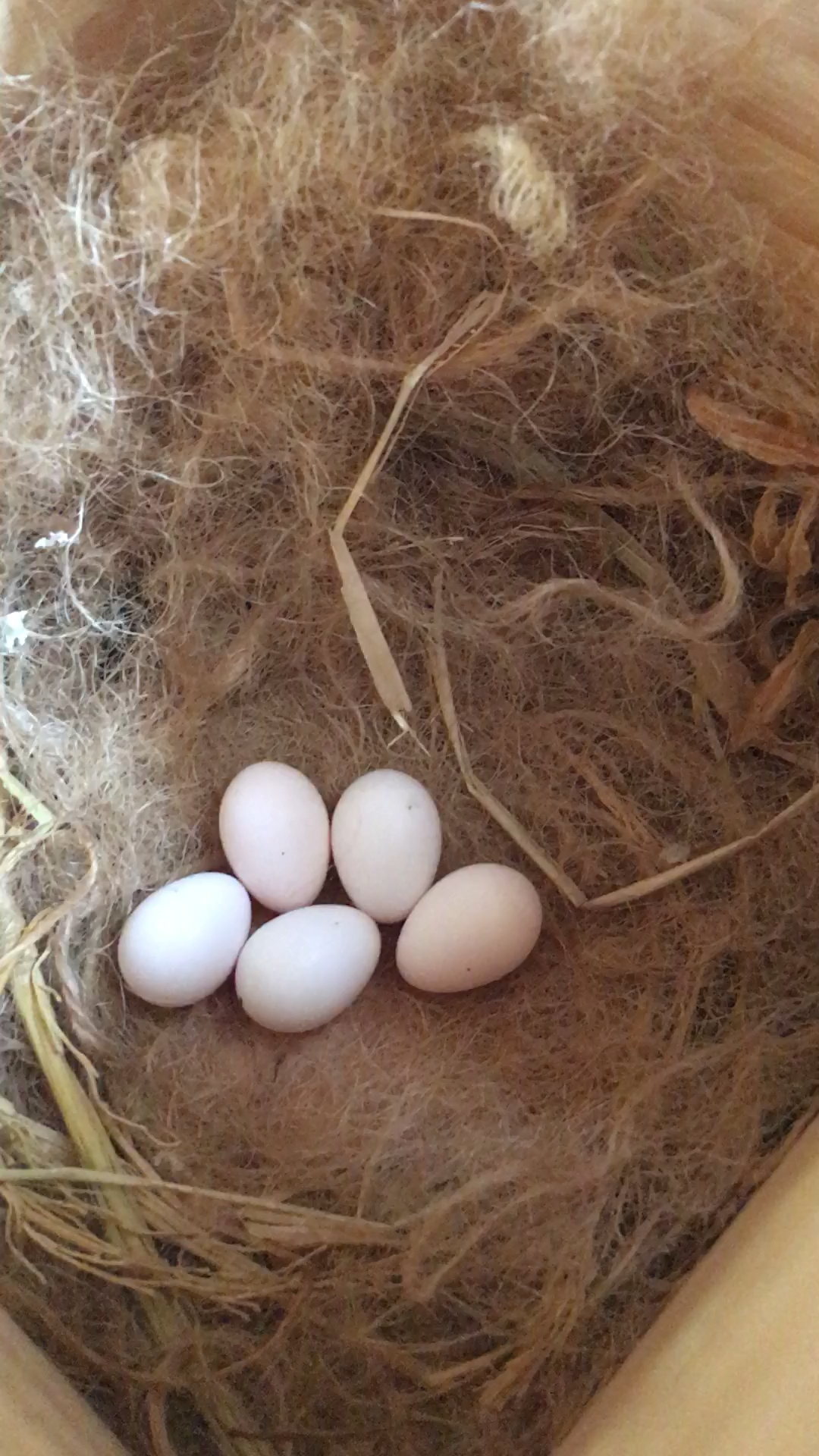 小麻雀又下了5颗蛋了!