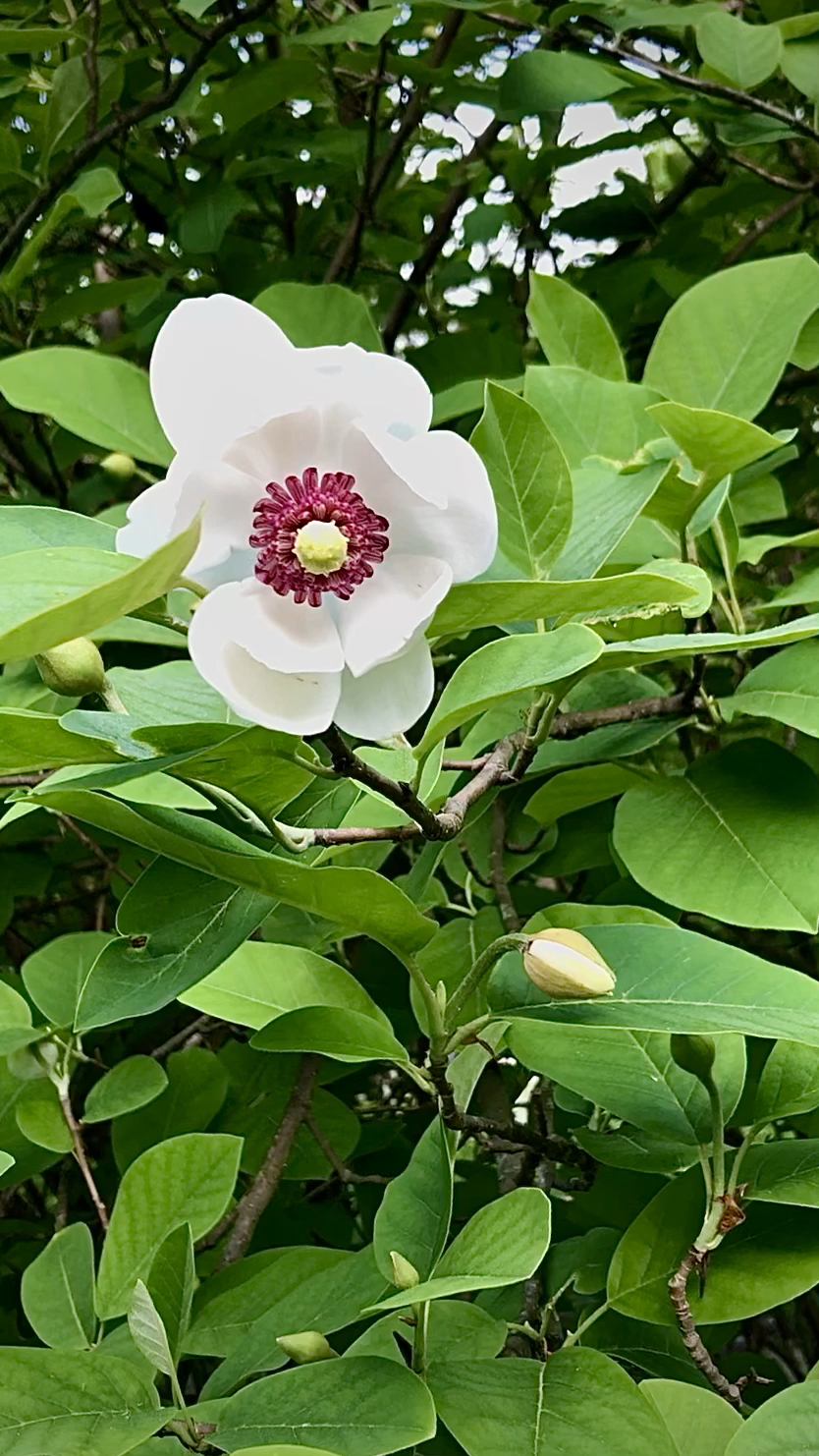本溪市市花,天女木兰,距今约两百多万年太古第四季冰川期幸存下的名贵