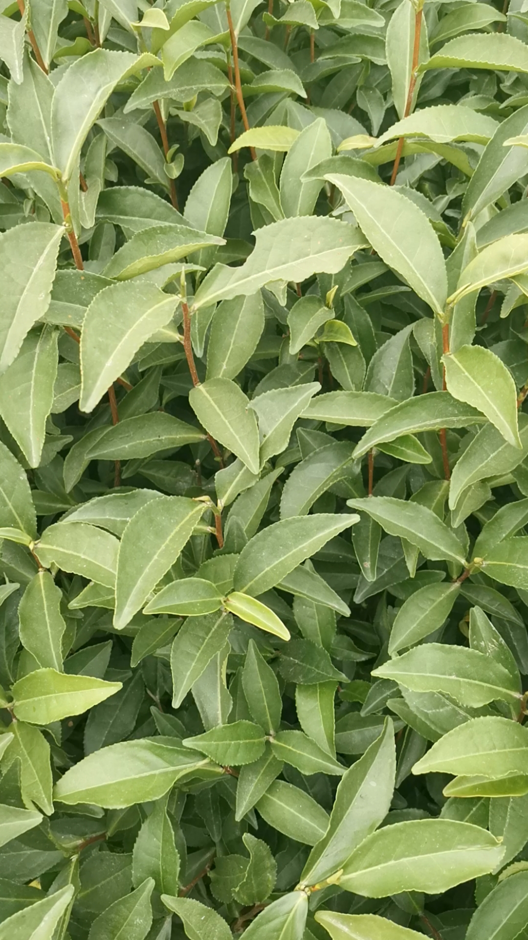 茶苗#梅占茶树苗一年生冬插苗,福建福安茶苗#三明#沙县#大田#上饶