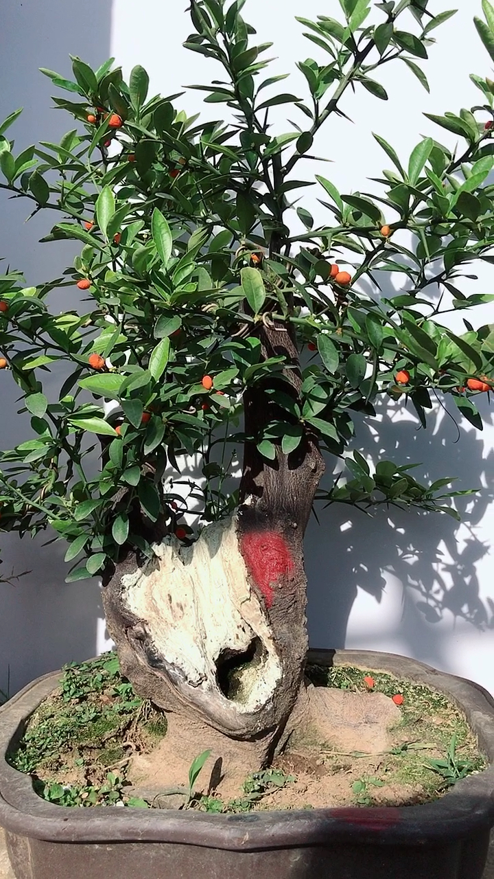 金豆子盆景寓意财源滚滚