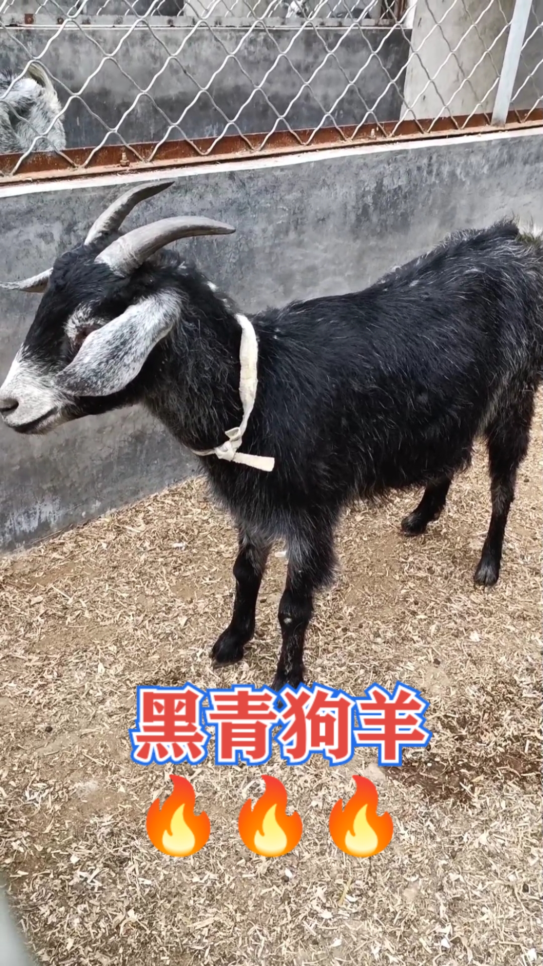 乡村生活#鲁西南青山羊俗称狗羊,繁殖快抗病强,一年产两窝一窝3~5只