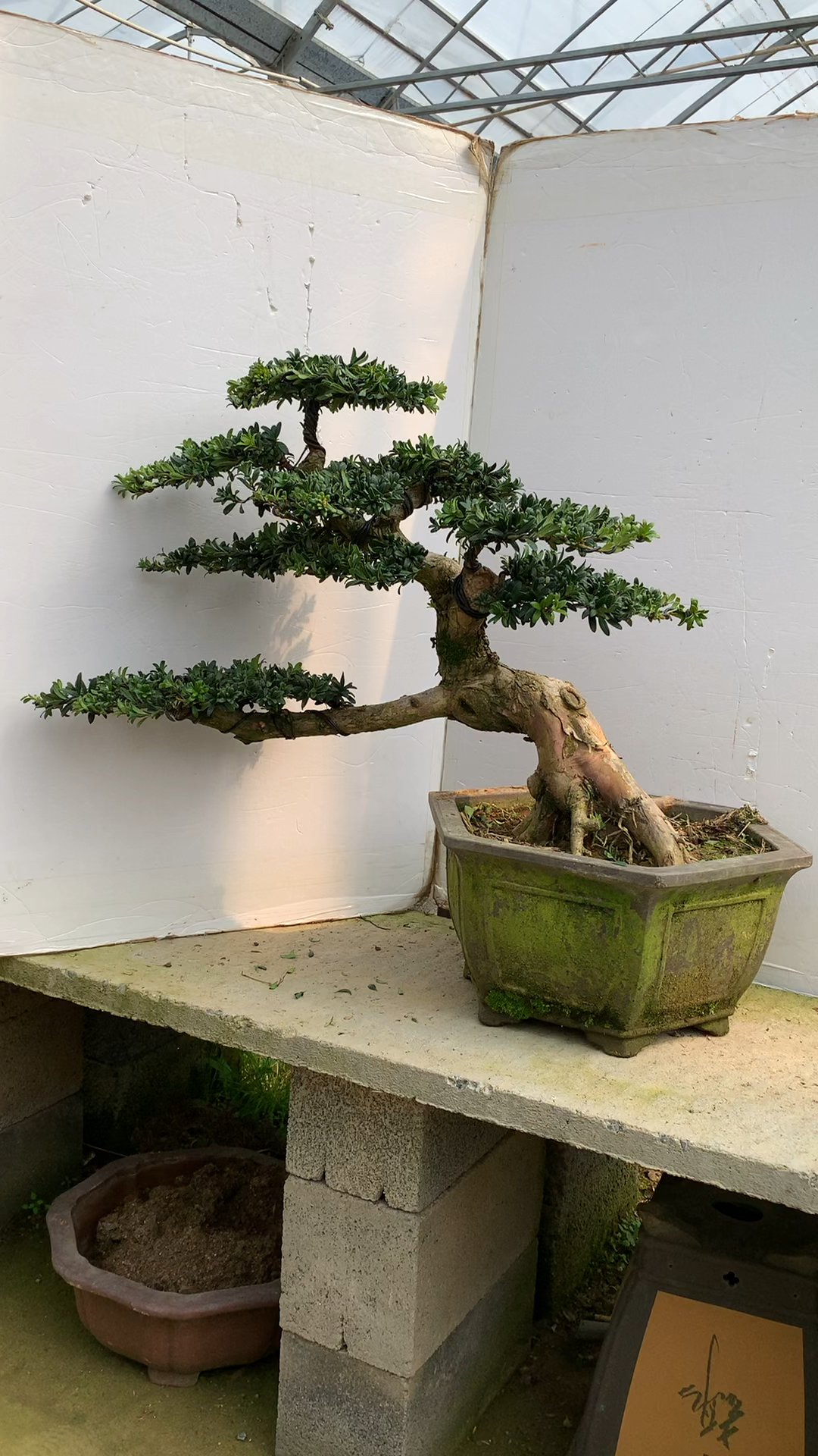 临水造型罗汉松盆景