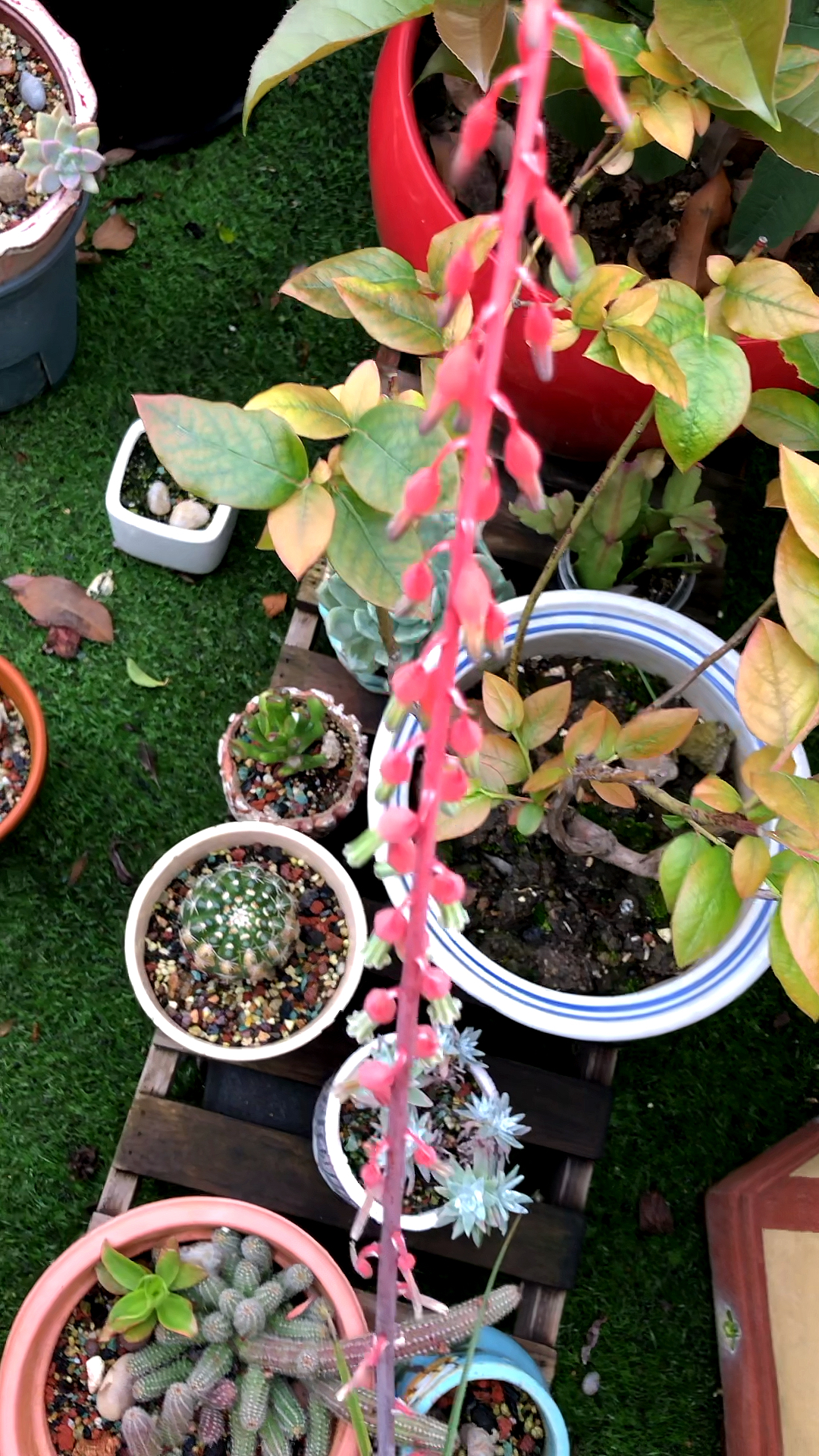 你好,夏天#子宝多肉开花