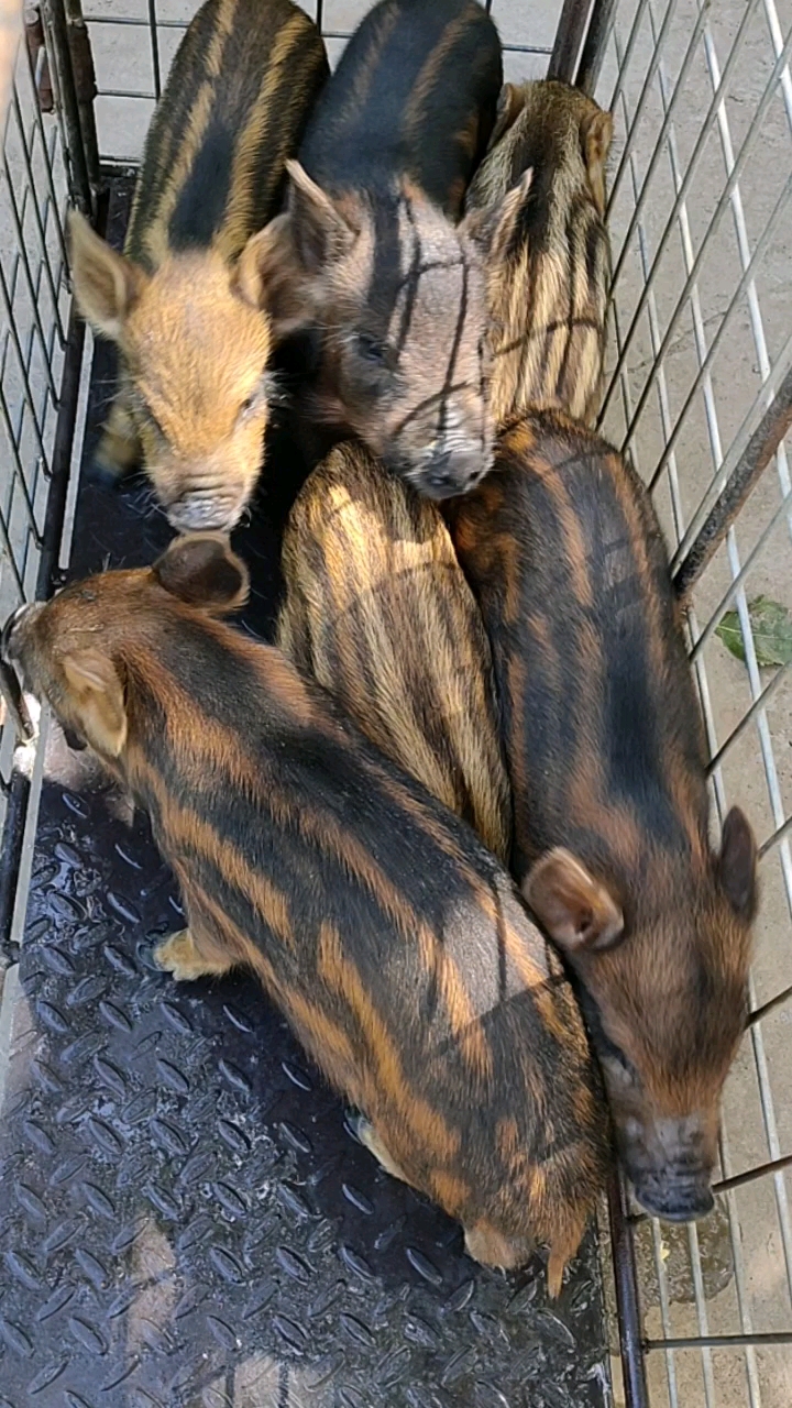 吉林,辽宁地区野猪养殖基地规模大吗?