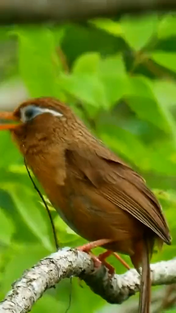 漂亮动听的画眉鸟唱歌