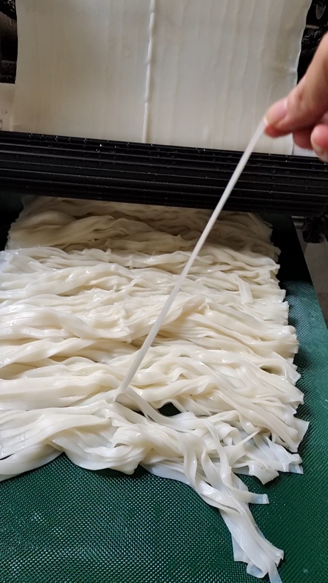 记录生活全自动河粉机做河粉凉皮宽度可定制厚薄可调一小时80公斤河粉