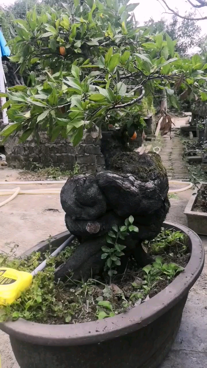 坨坨金弹子老桩