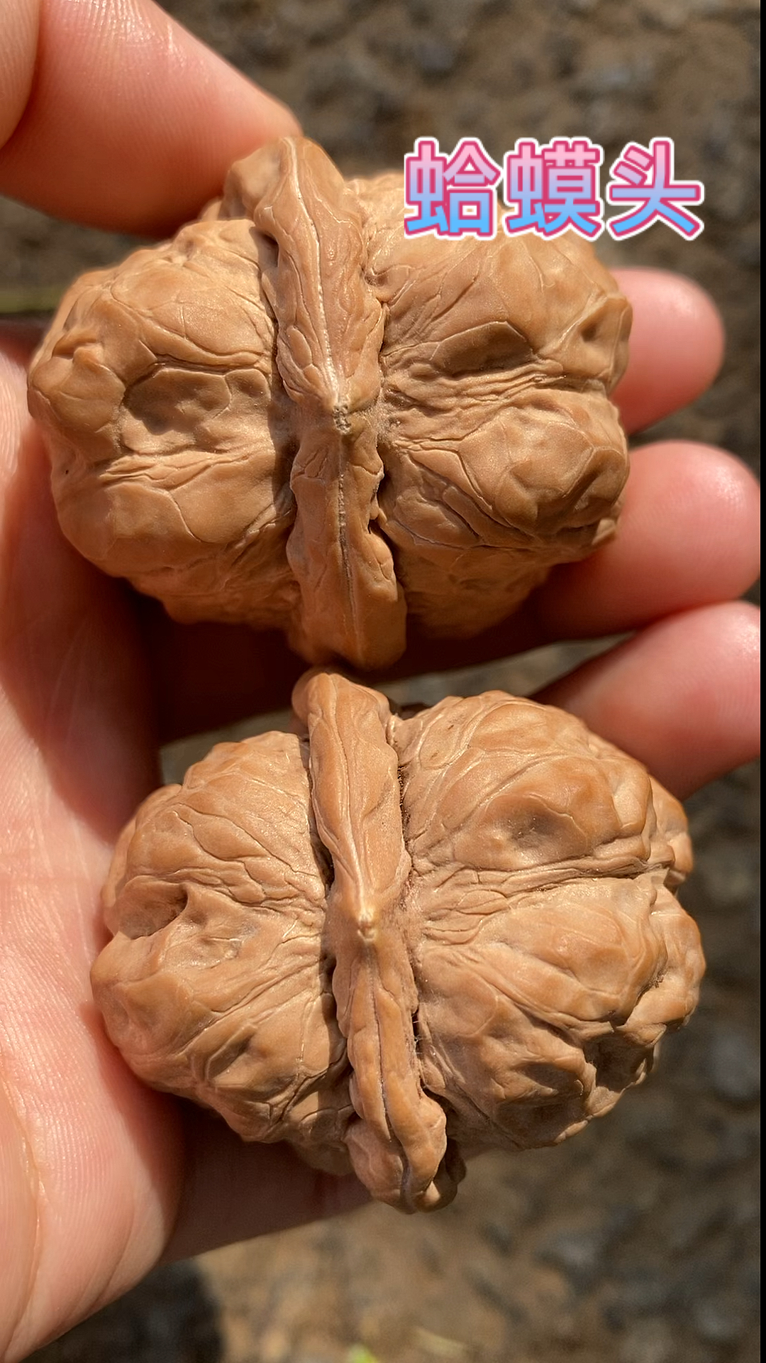 文玩核桃#蛤蟆头