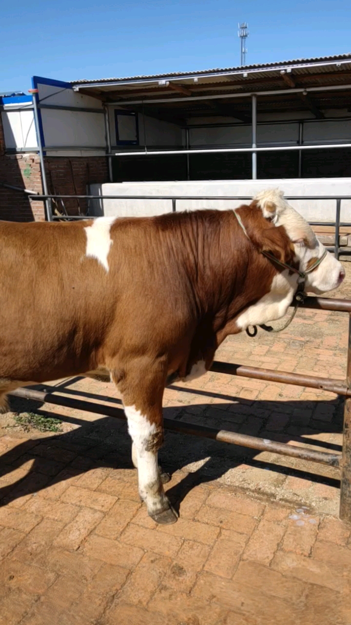 西门塔尔卷毛牛长的大图片