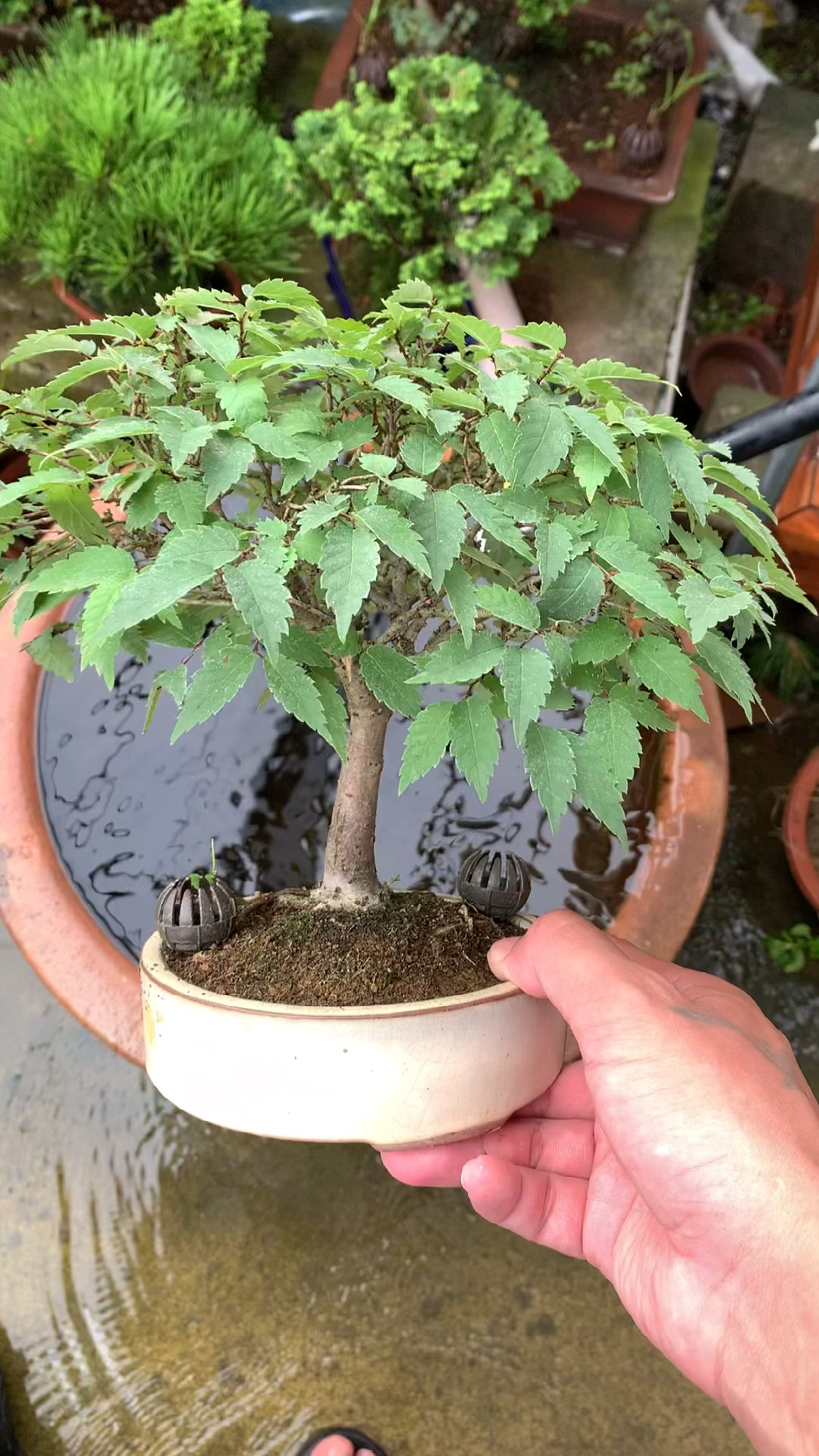 小榉树泡泡水降降温真的很美