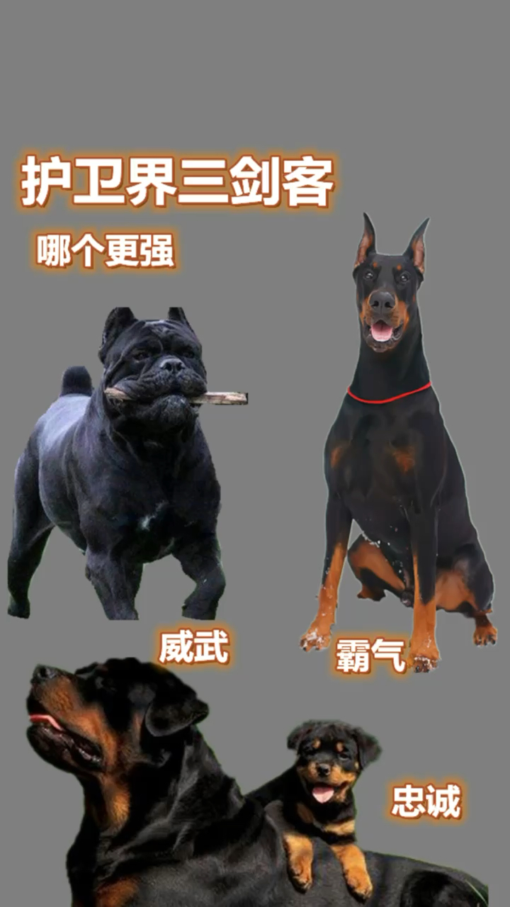 护卫犬护卫犬三剑客你更喜欢哪个卡斯罗罗威纳杜宾犬