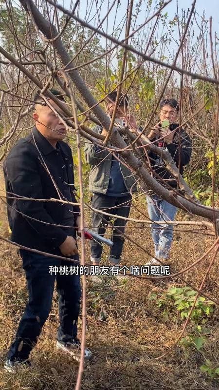 果树修剪果树修剪上强下弱如何解决产量翻倍