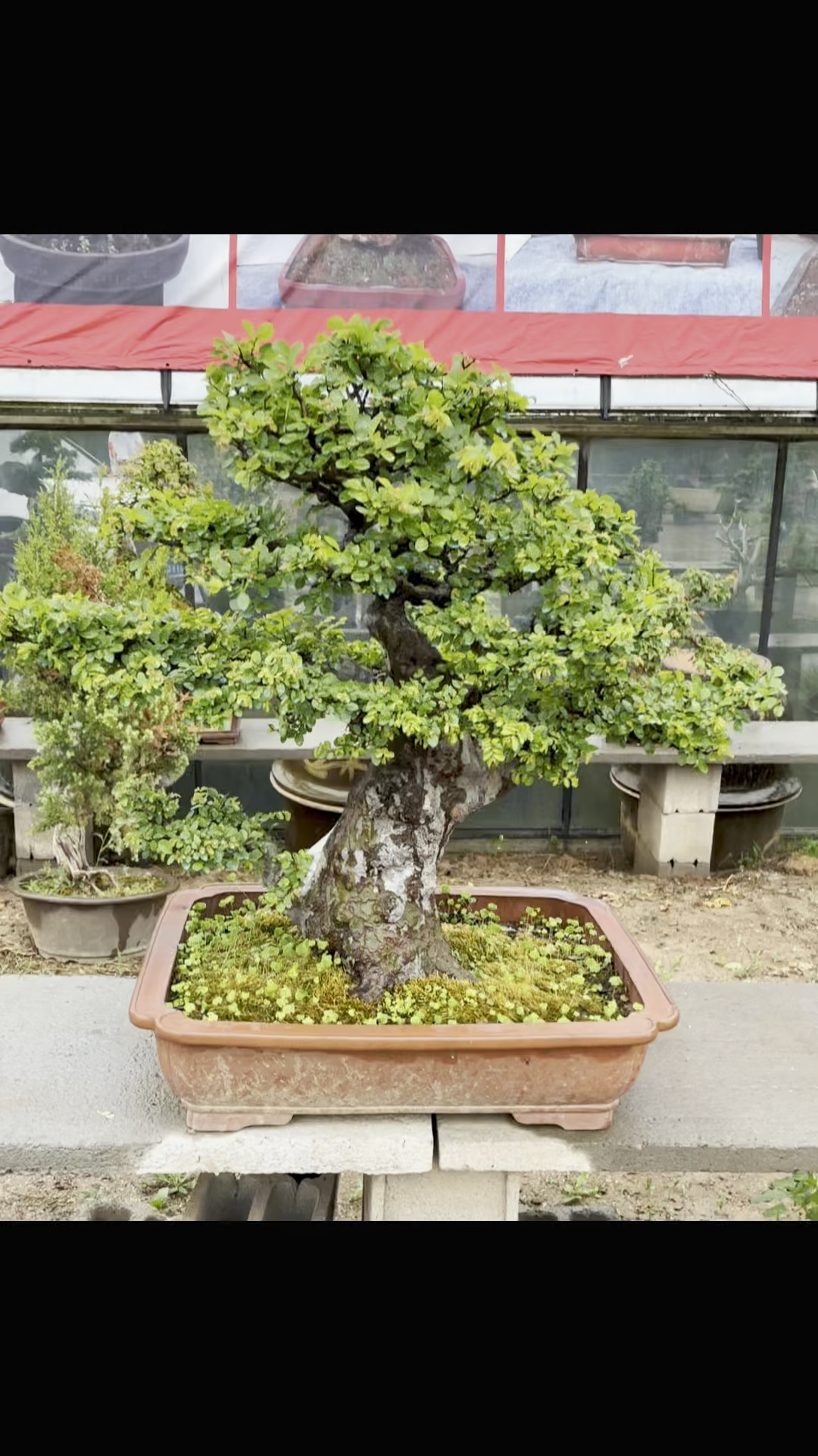 老桩小叶榔榆盆景