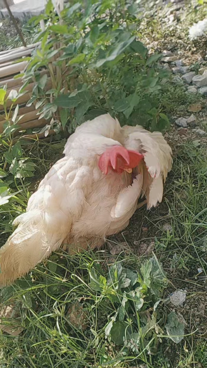 小小爱宠萌化你#老母鸡为什么那么喜欢睡觉?