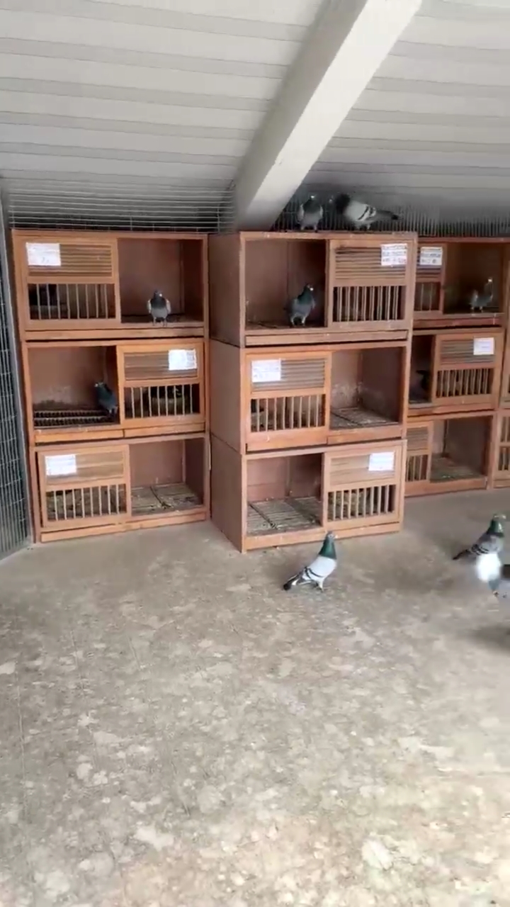 神宠来袭朋友在楼顶养的鸽子养的确实不错