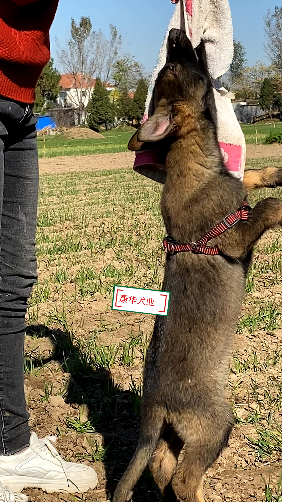 兩個月狼灰色小東德牧羊犬看下這小脾氣是你喜歡的類型嗎