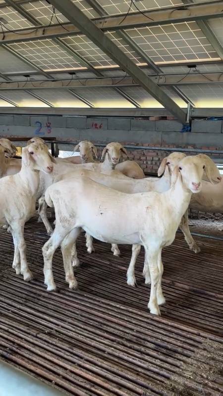 纯种湖羊母羔,平均八十斤左右