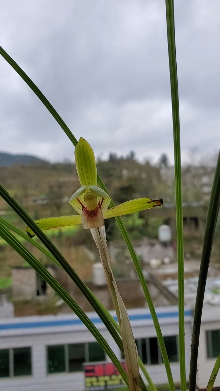 兰花#一字肩素心豆瓣兰,开品很完美-度小视