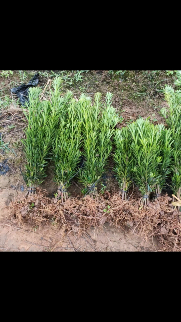 盆景素材#浙江雀舌罗汉松小苗