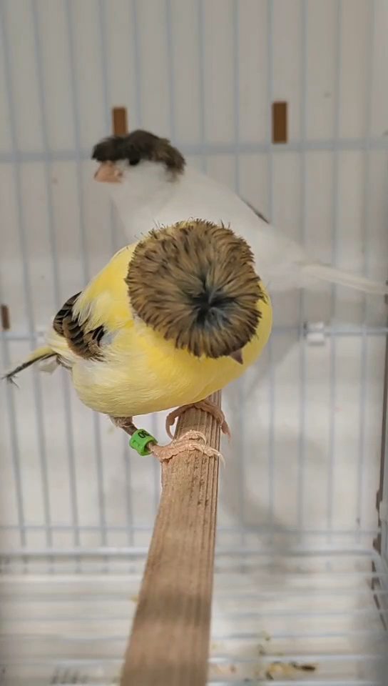 萌宠成长记#蘑菇头小鸟可爱不?