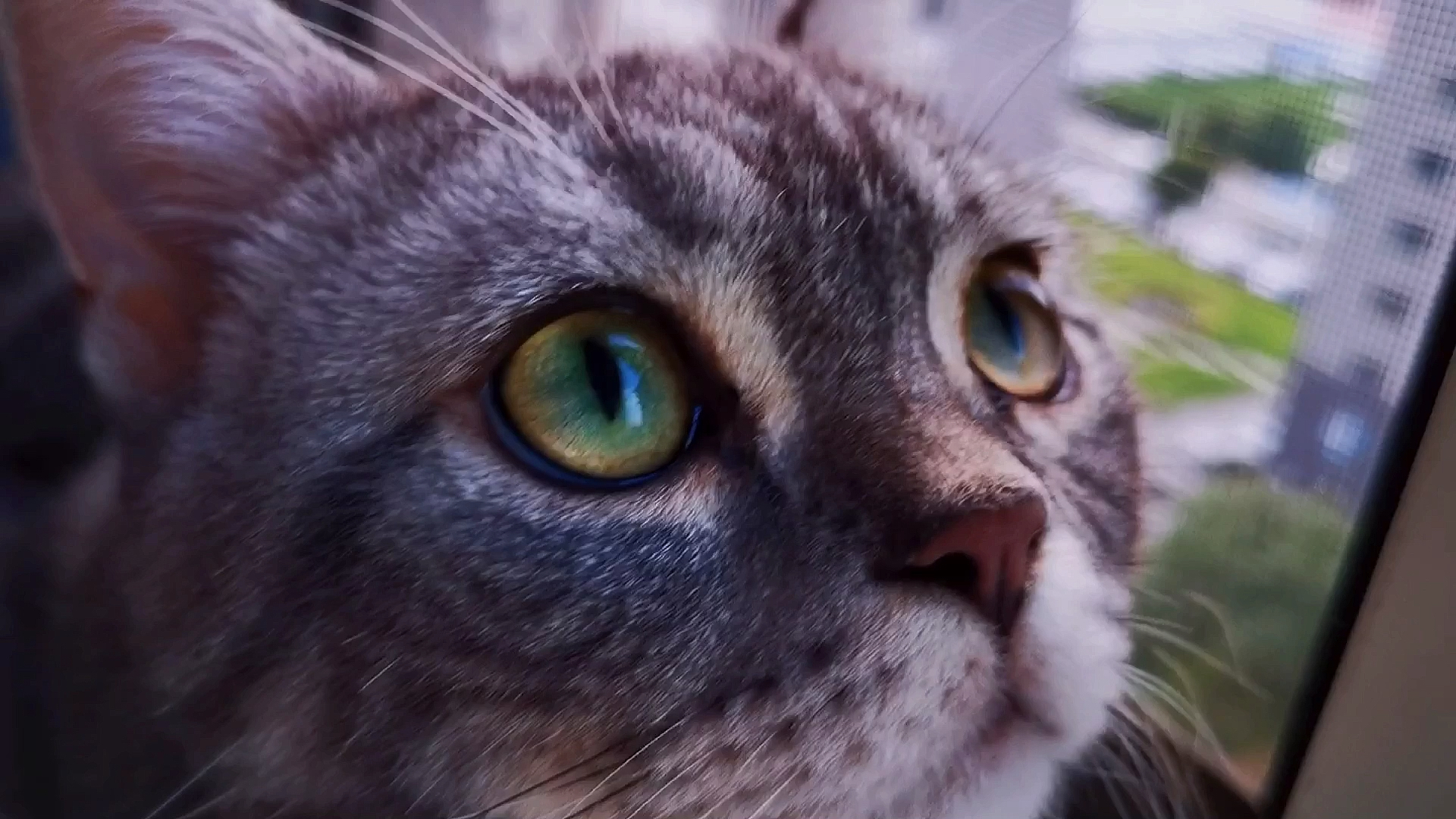 小小爱宠萌化你#这眼睛也太好看,太深情了吧!