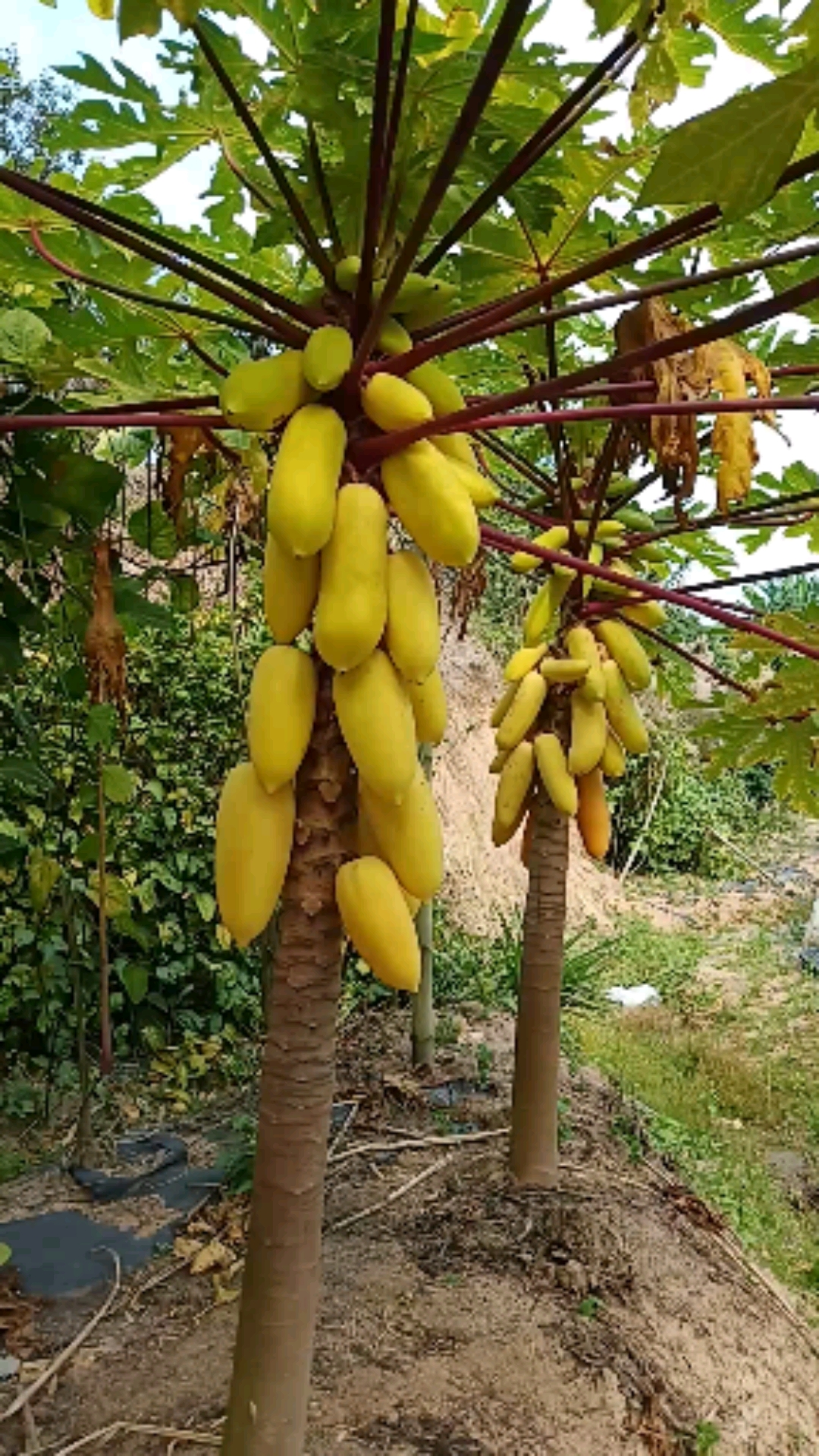 假装有对象#泰国黄金木瓜