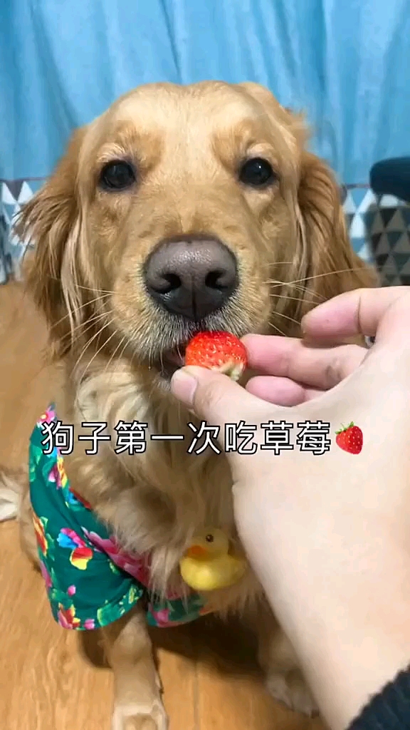 狗子第一次吃草莓,表情包大秀!