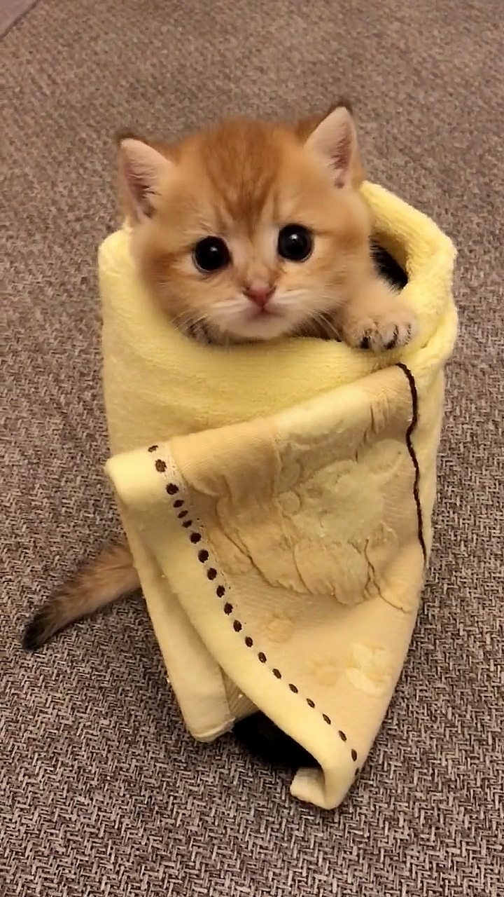 最萌小猫咪.