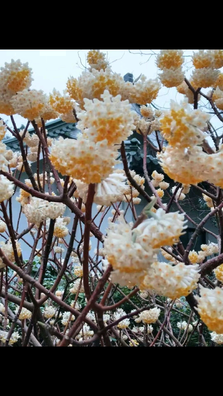 音为有你#花满堂