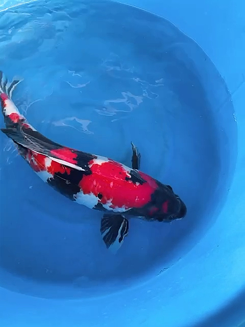 锦鲤#65公分大日昭和锦鲤