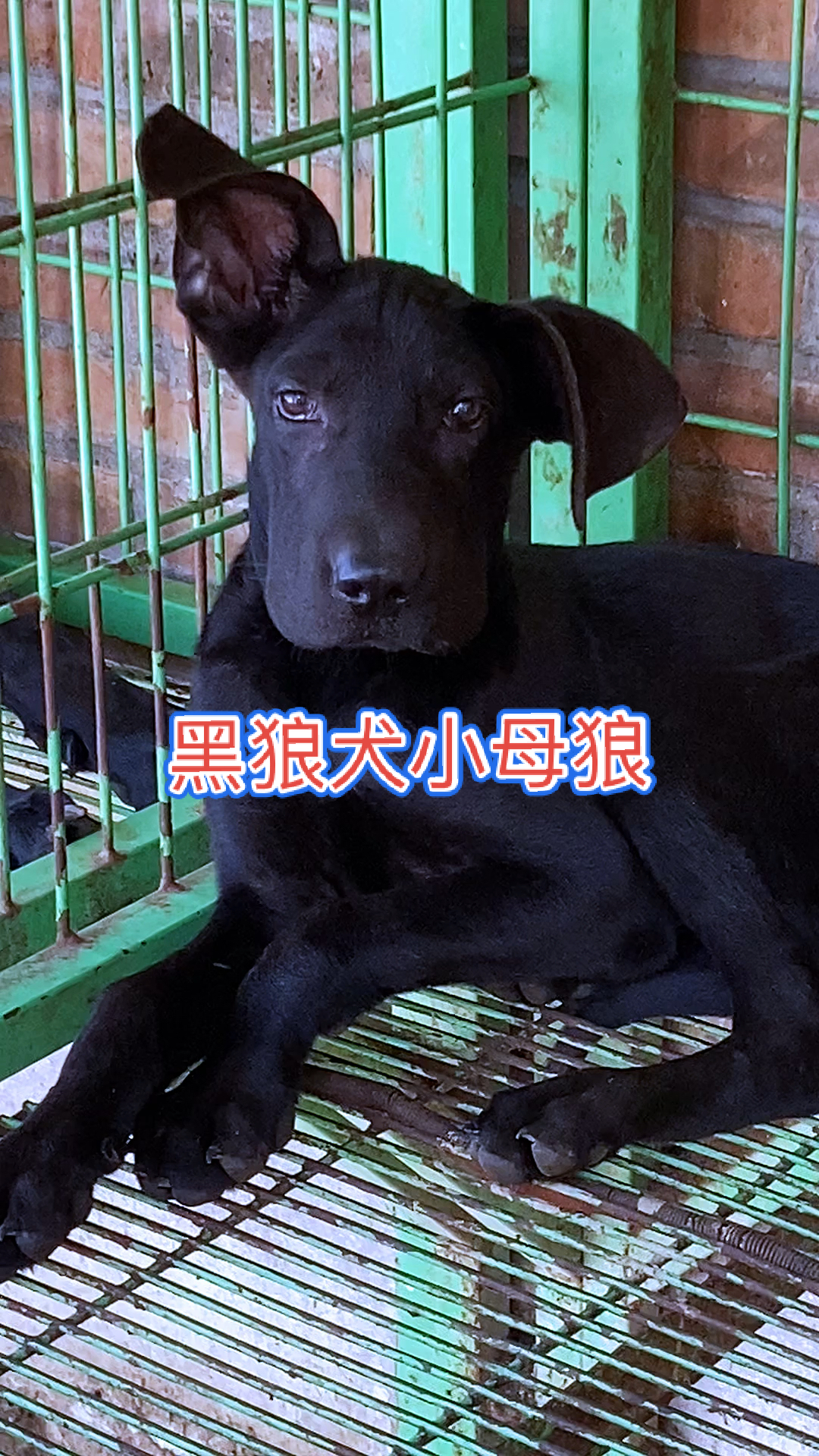 我家萌宠成精了#黑狼犬小母狼