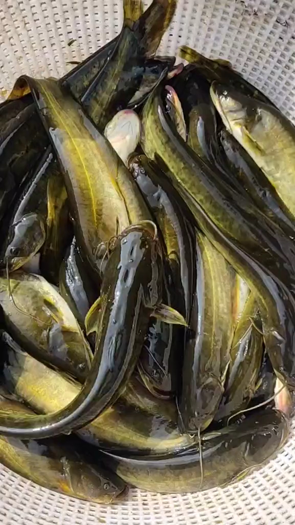 #全民小剧场#家乡的小鲶鱼......