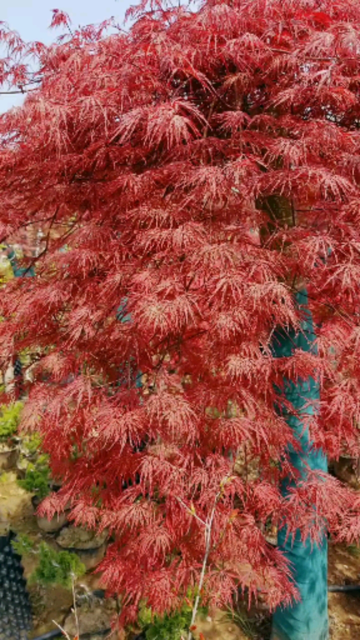 羽毛枫,耐寒耐旱,南北方都可以栽植