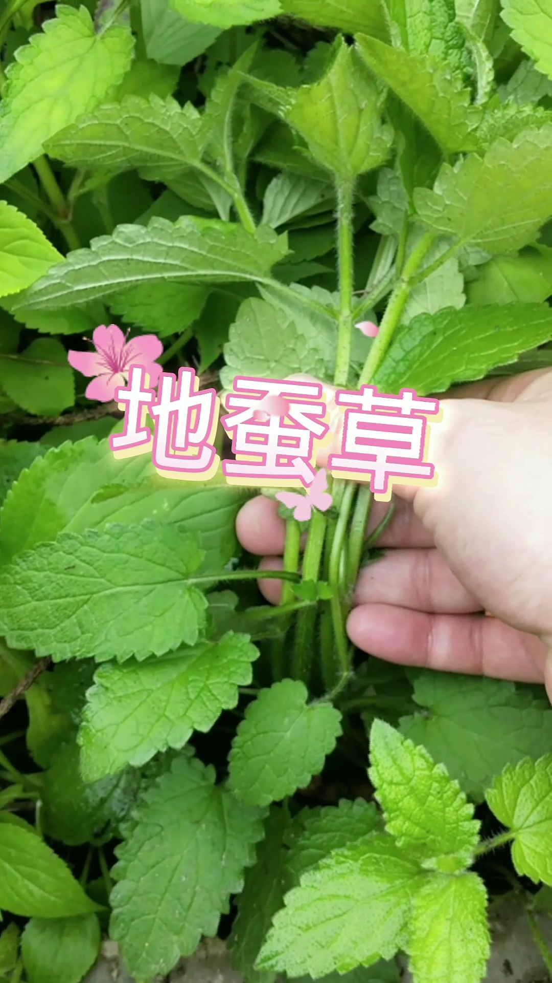 认识中草药#地蚕草根茎形状像冬虫夏草,白嫩嫩的,又名"土冬虫草",你