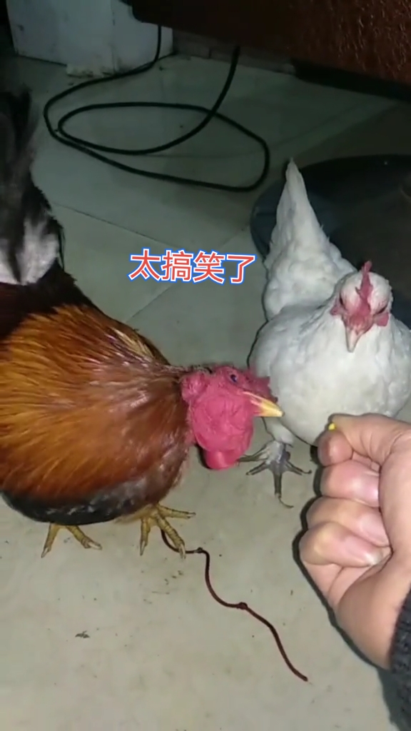 搞笑段子剧#求鸡哥鸡嫂心里阴影面积