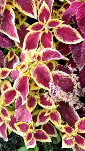 你好秋天#金秋血苋