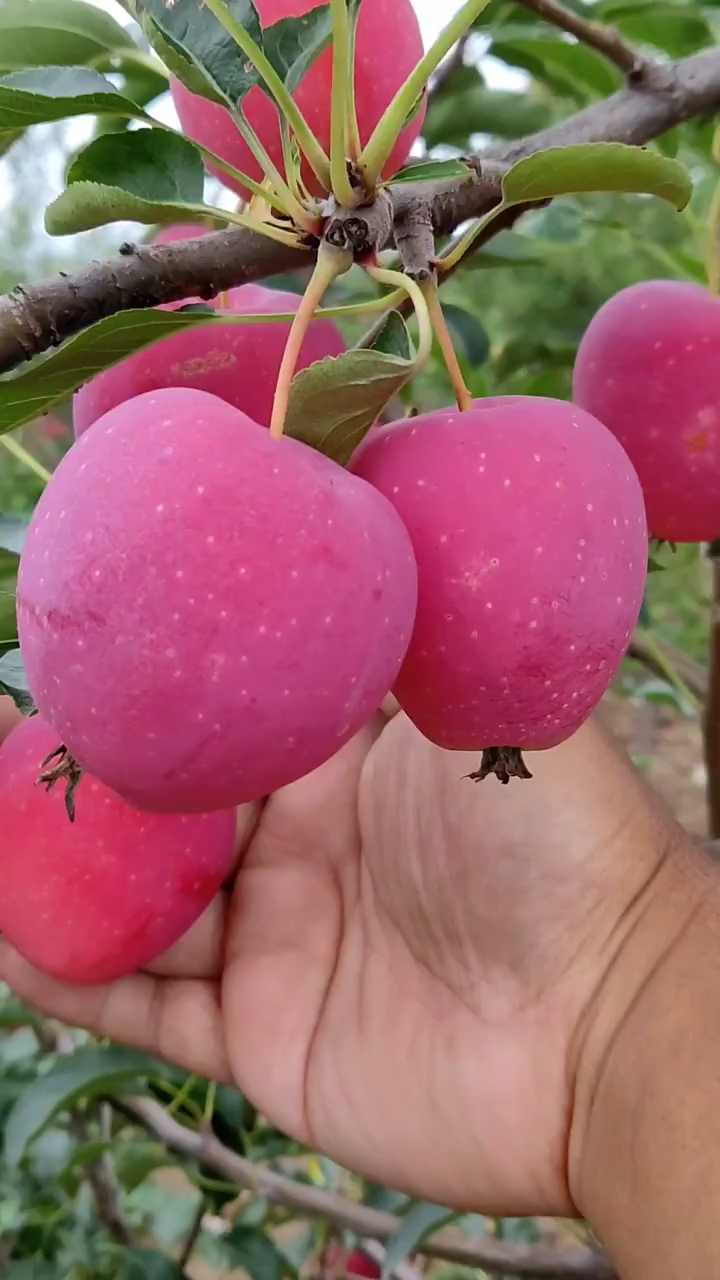 鸡心果,新品红抗寒品种,黑龙江,吉林.