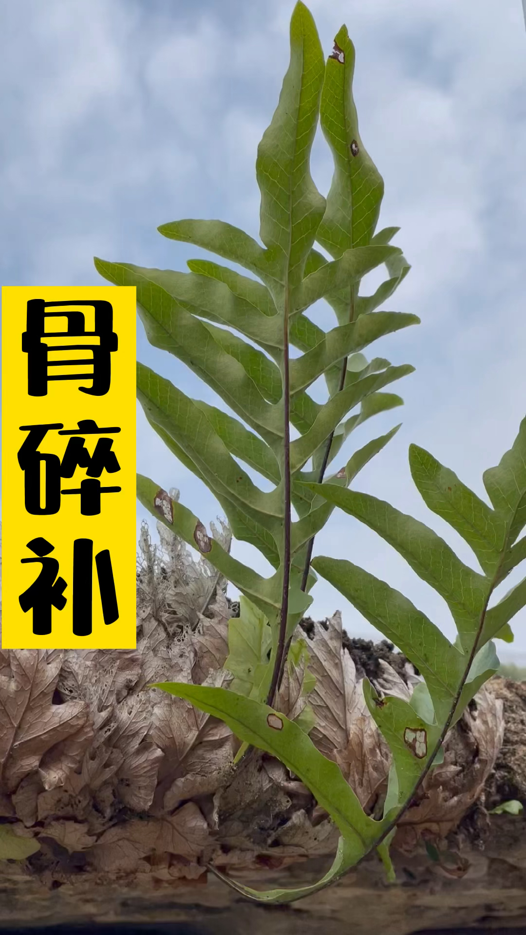 骨碎补大家认识一下,它一般长在屋檐上或者树上,用处很多